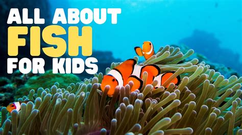 fish for kids|All About Fish: A 5.